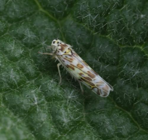 Réf. 249 777 : Eupteryx sp.